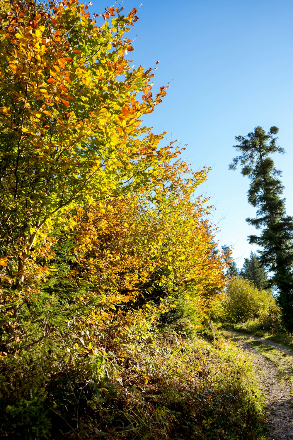 a tree in a forest