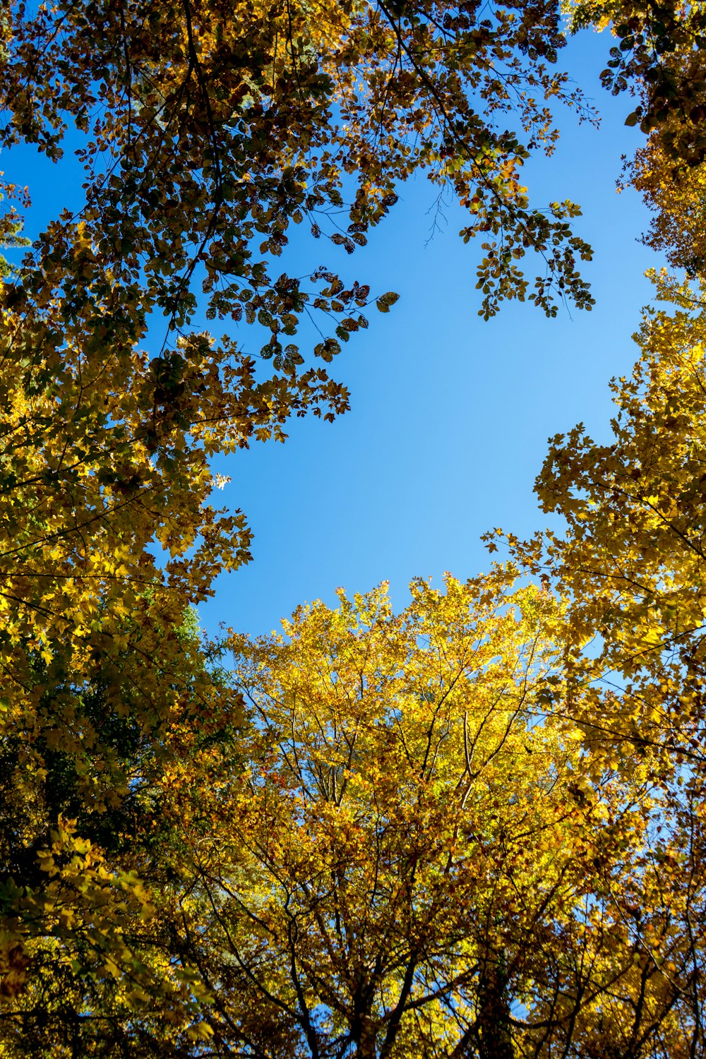 a large tree