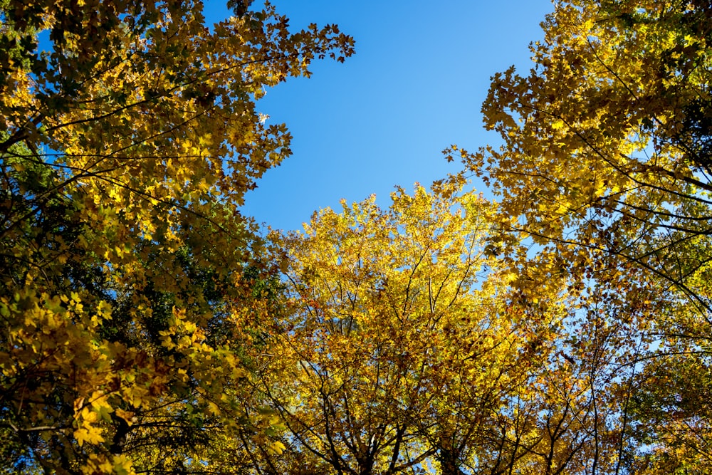 a close up of a tree