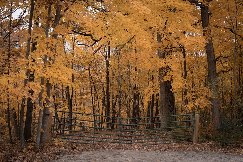 a gate surrounded by trees with yellow leaves