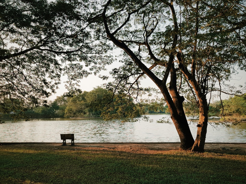 a park bench sitting next to a tree near a body of water