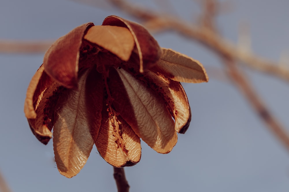 a close up of a flower on a tree branch