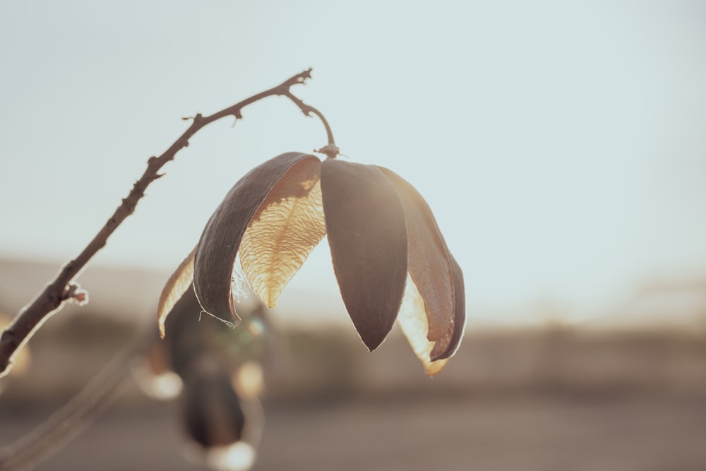 a close up of a flower on a tree branch