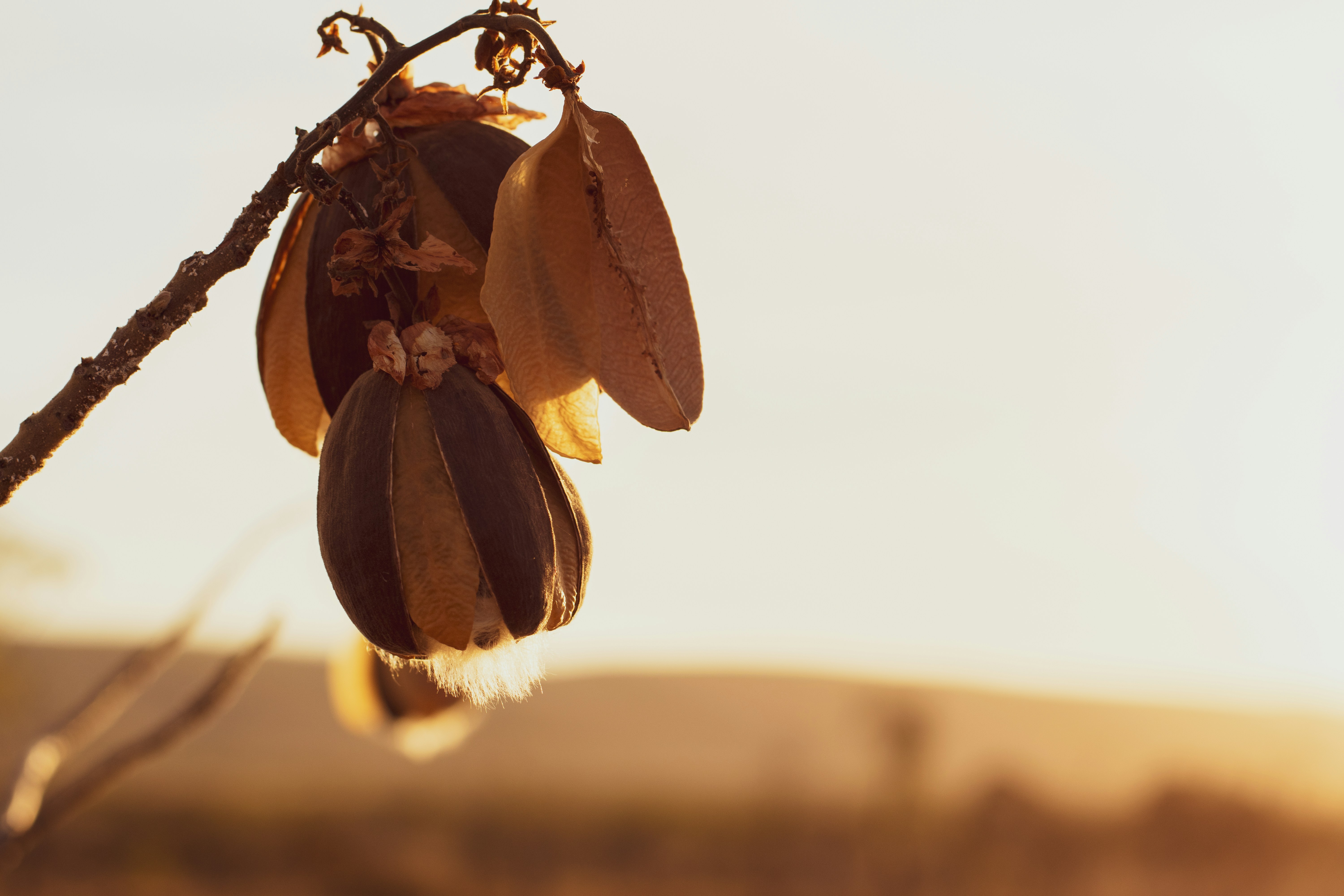 a bunch of bananas hanging from a tree