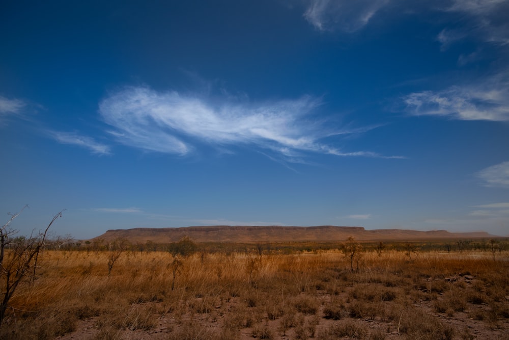 a grassy field with a mountain in the background