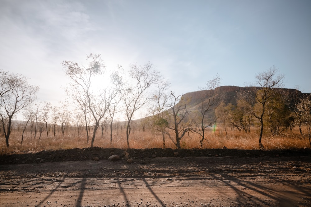 a dirt field with trees and a mountain in the background