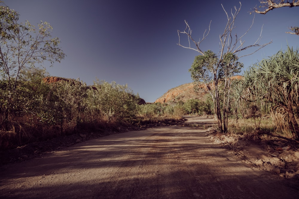 a dirt road surrounded by trees and bushes