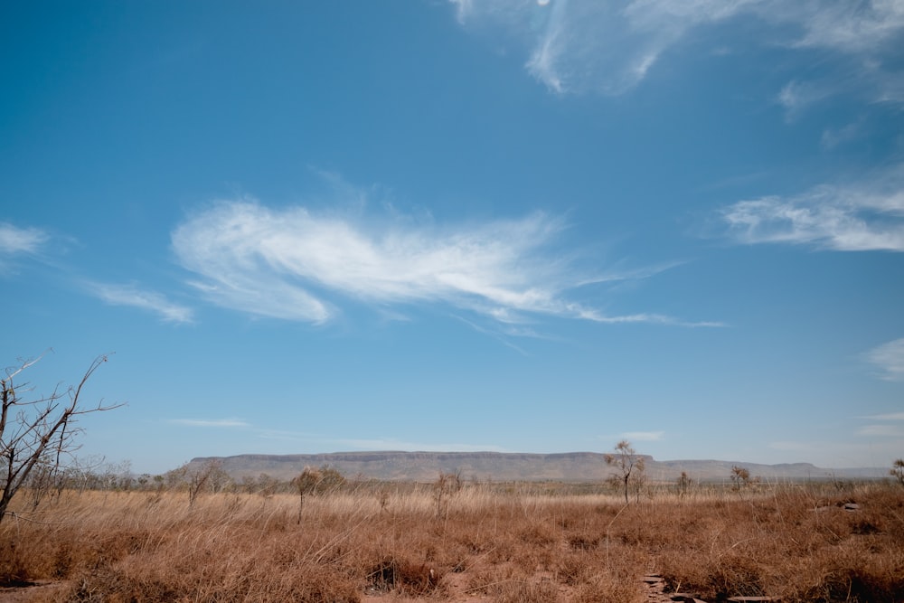 a grassy field with a lone tree in the distance