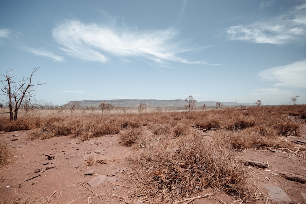 a barren field with a few trees in the distance