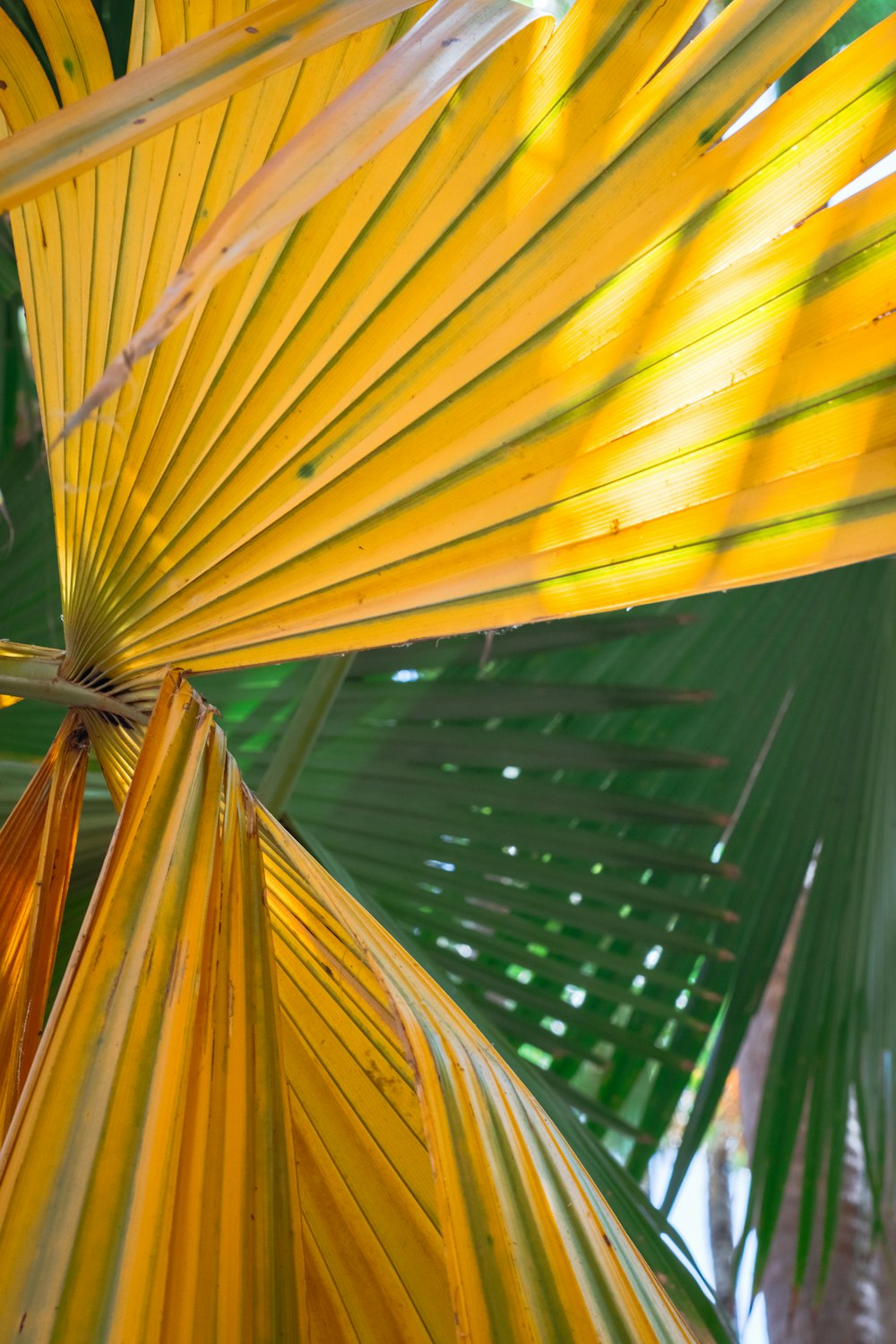 um close up de uma palmeira com folhas amarelas e verdes