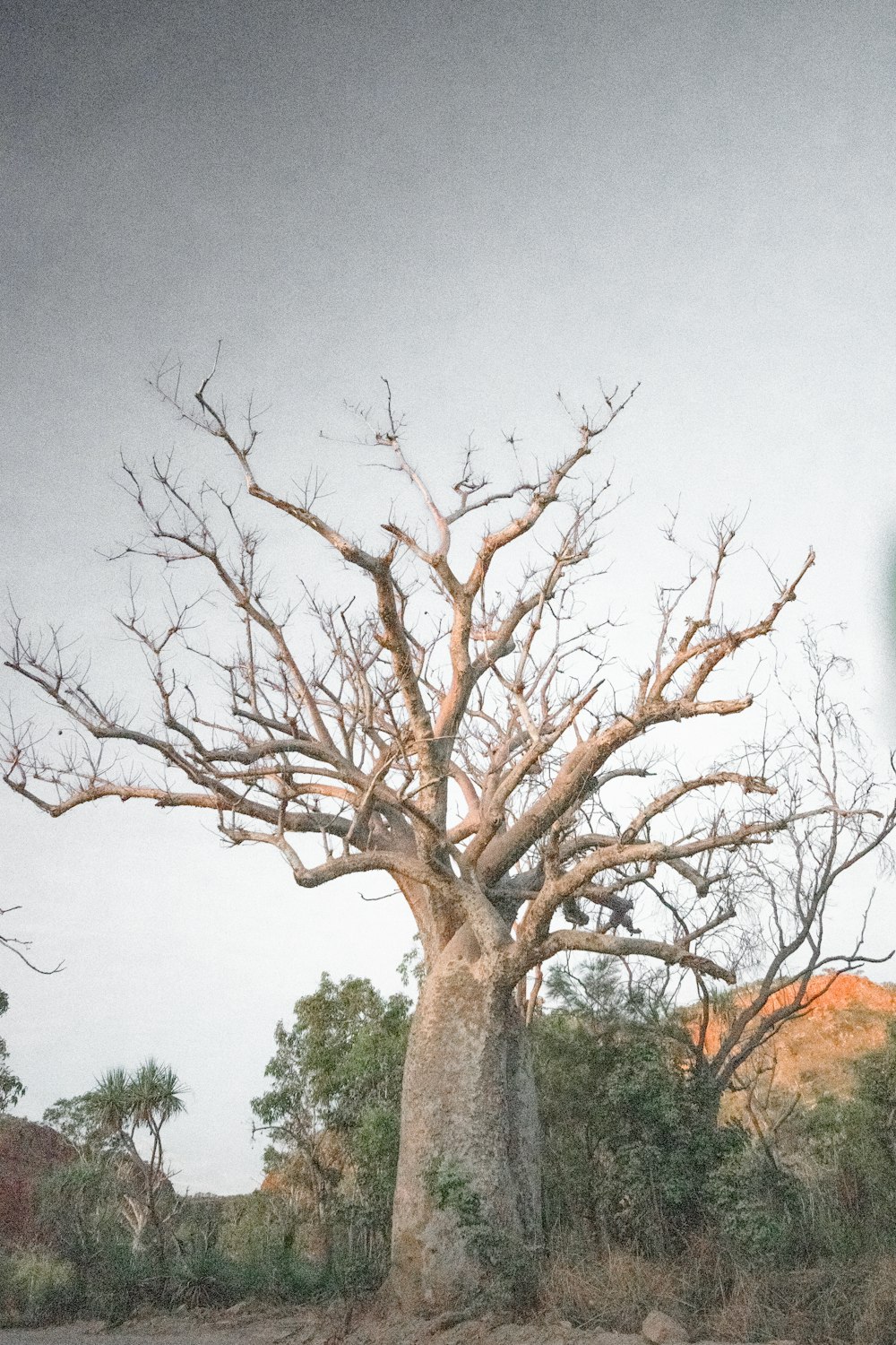 a large tree with no leaves on it