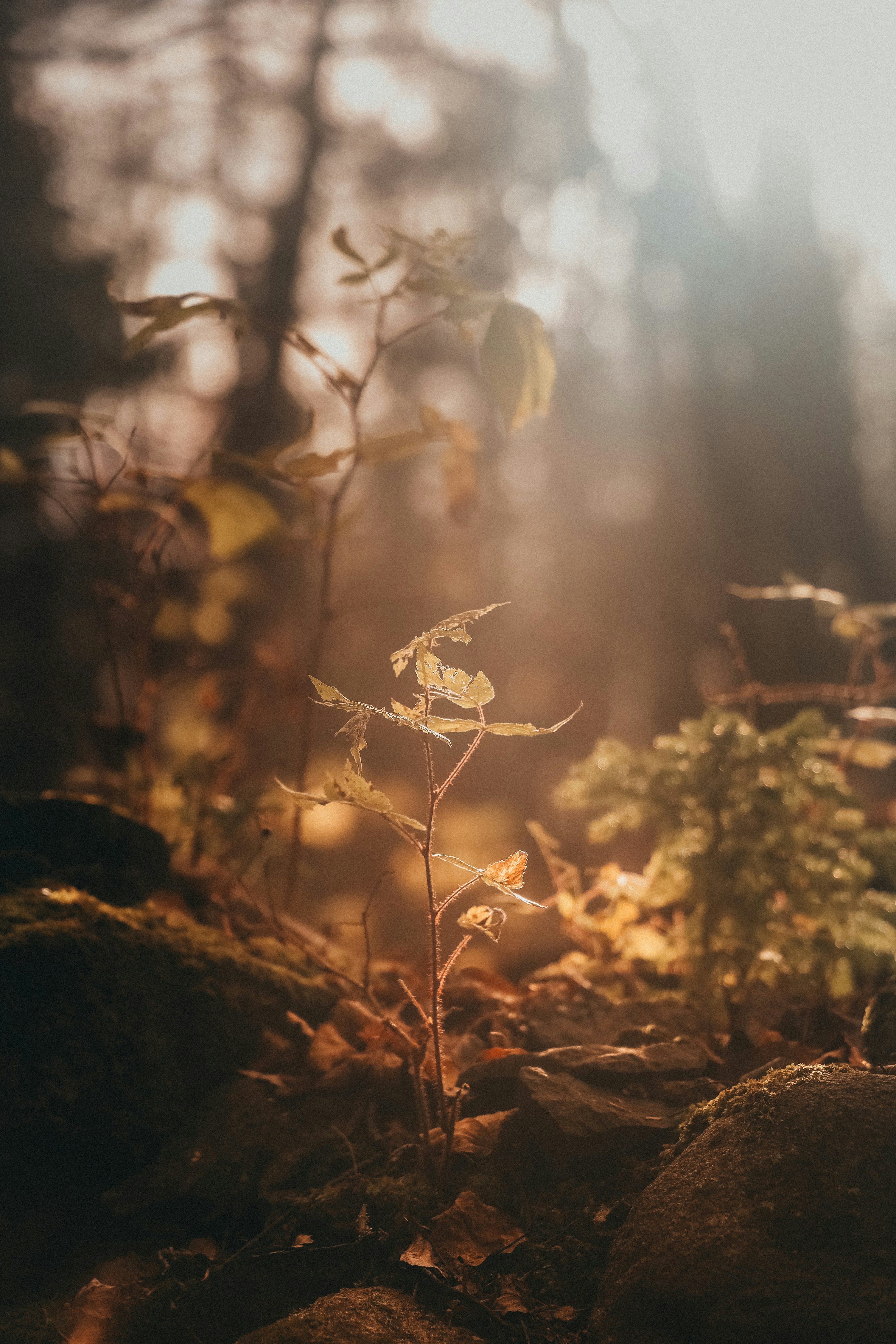 a small plant growing out of the ground in a forest