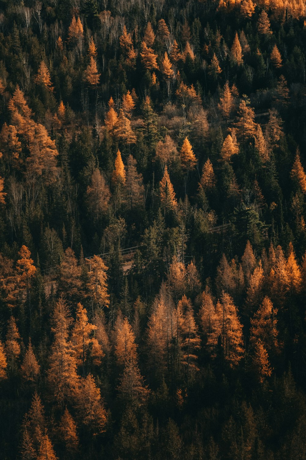 a plane flying over a forest filled with lots of trees