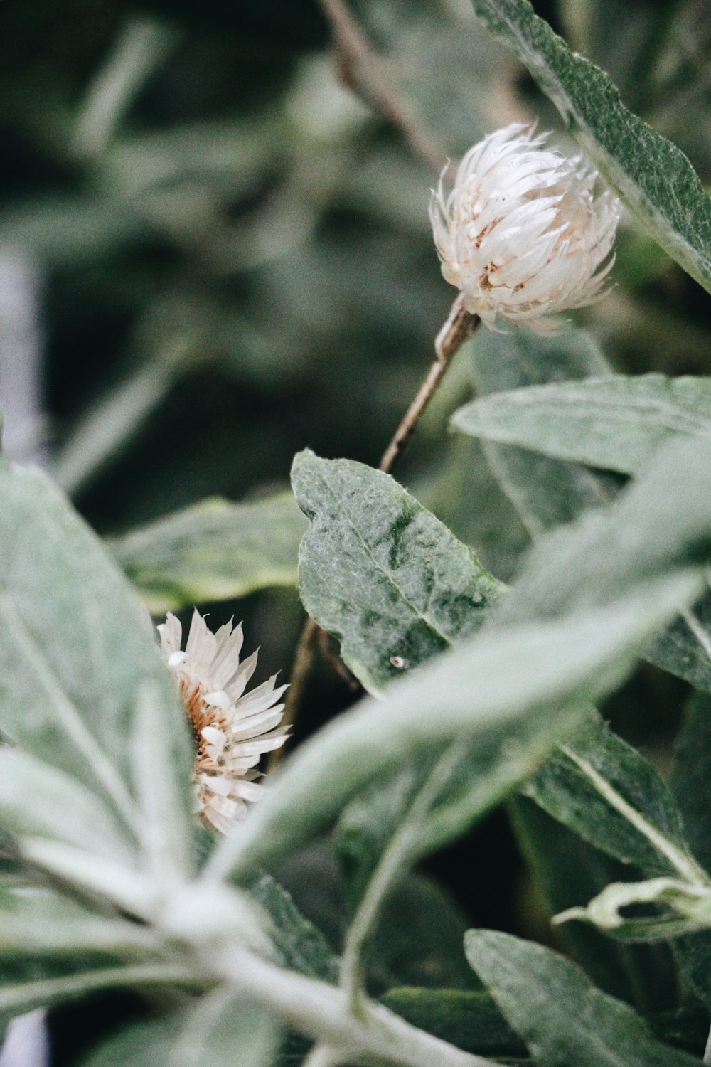 a close up of a flower on a plant