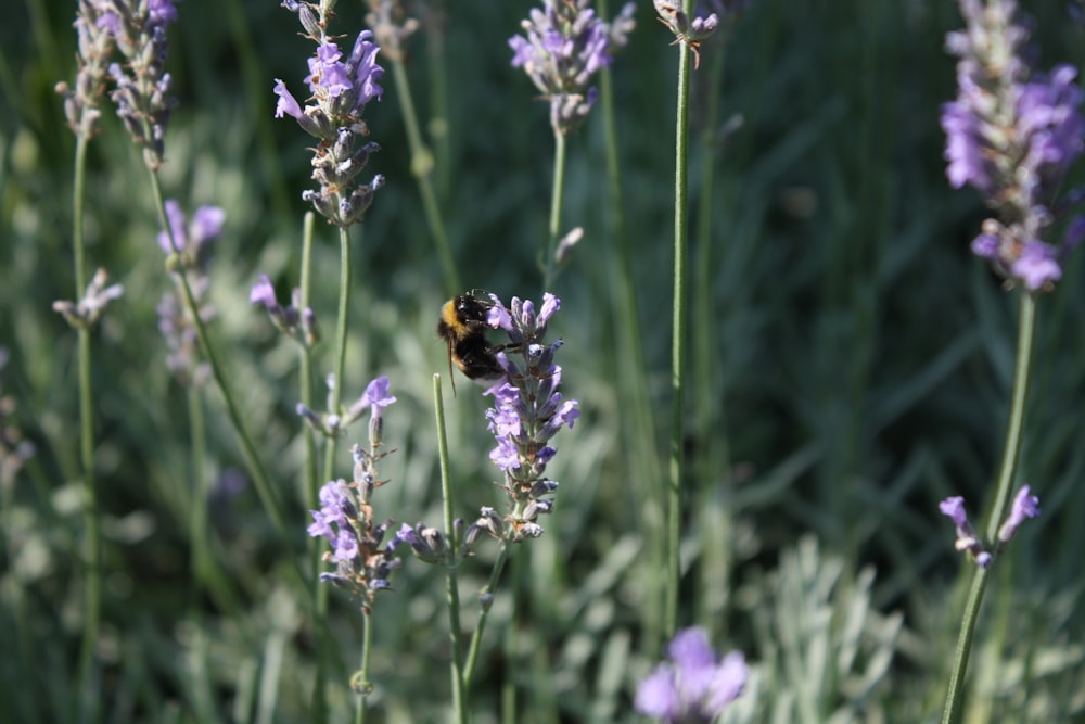 a bee sitting on top of a purple flower