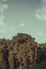 A skilled arborist trimming a large oak tree on a sunny day.