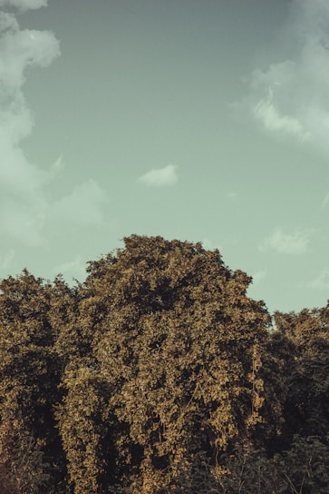 A skilled arborist trimming a large oak tree on a sunny day.