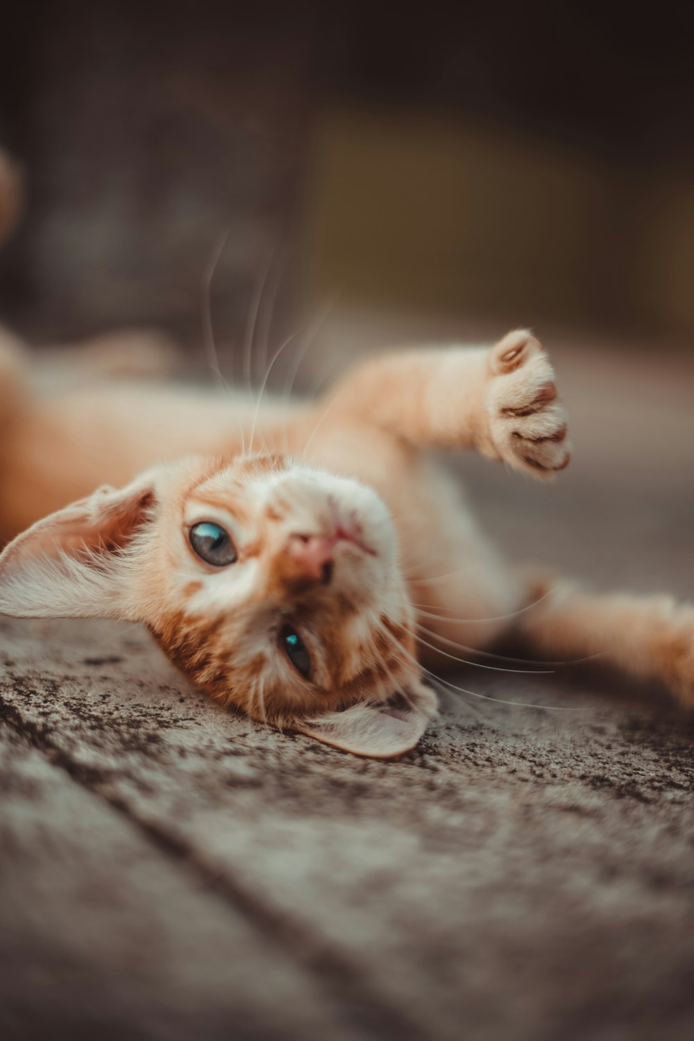 an orange and white cat laying on the ground