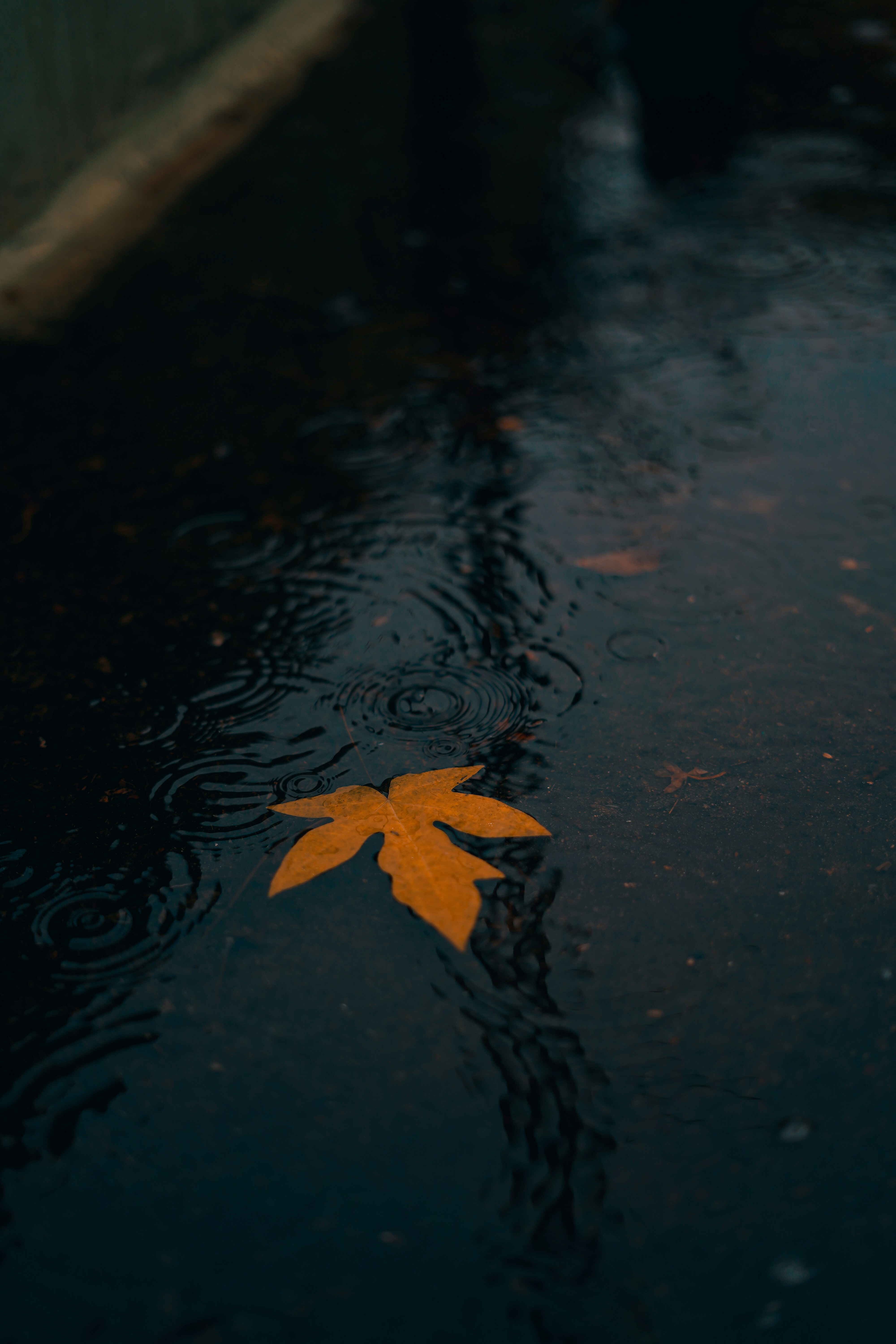 Photo by monishaselv