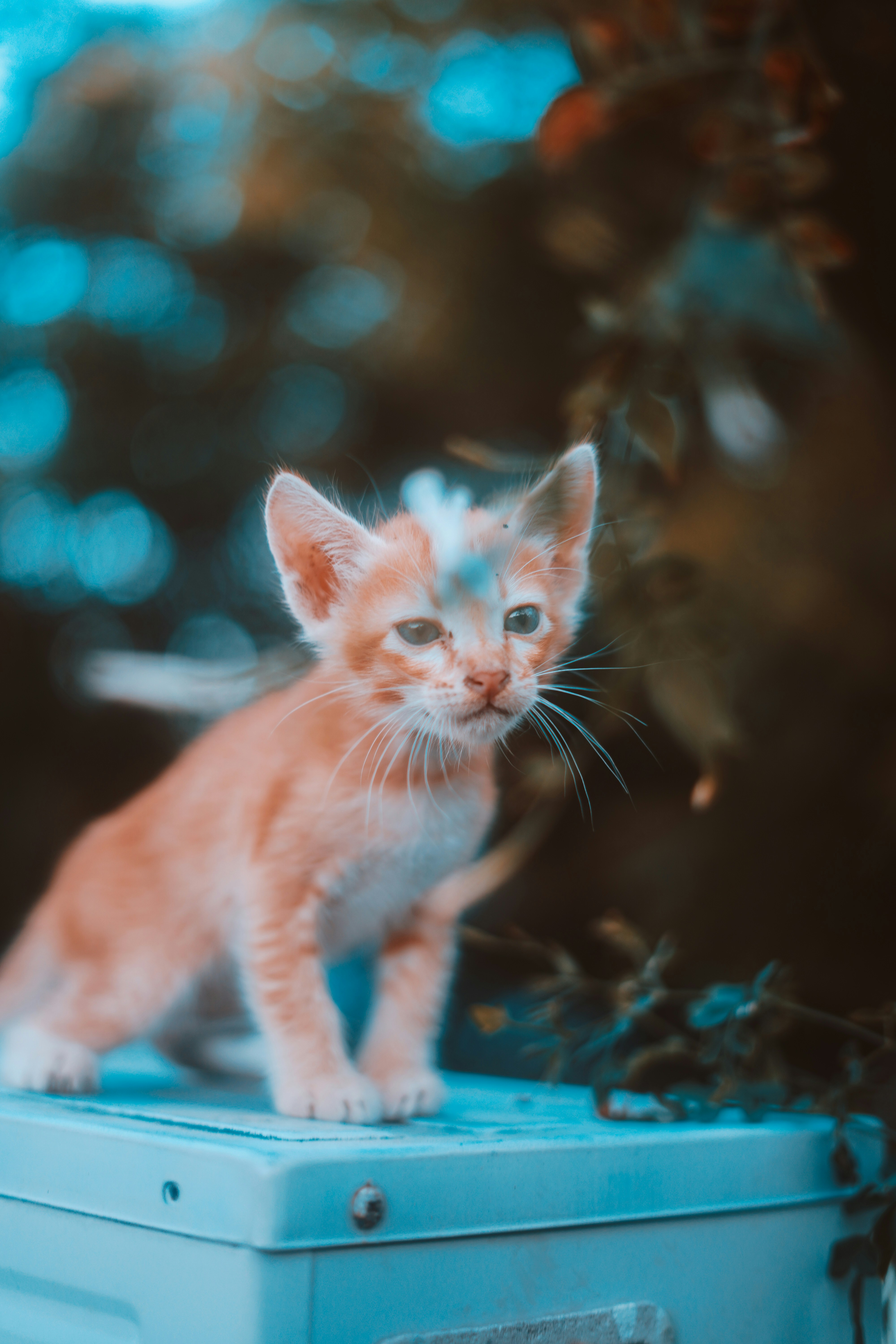 Photo by monishaselv