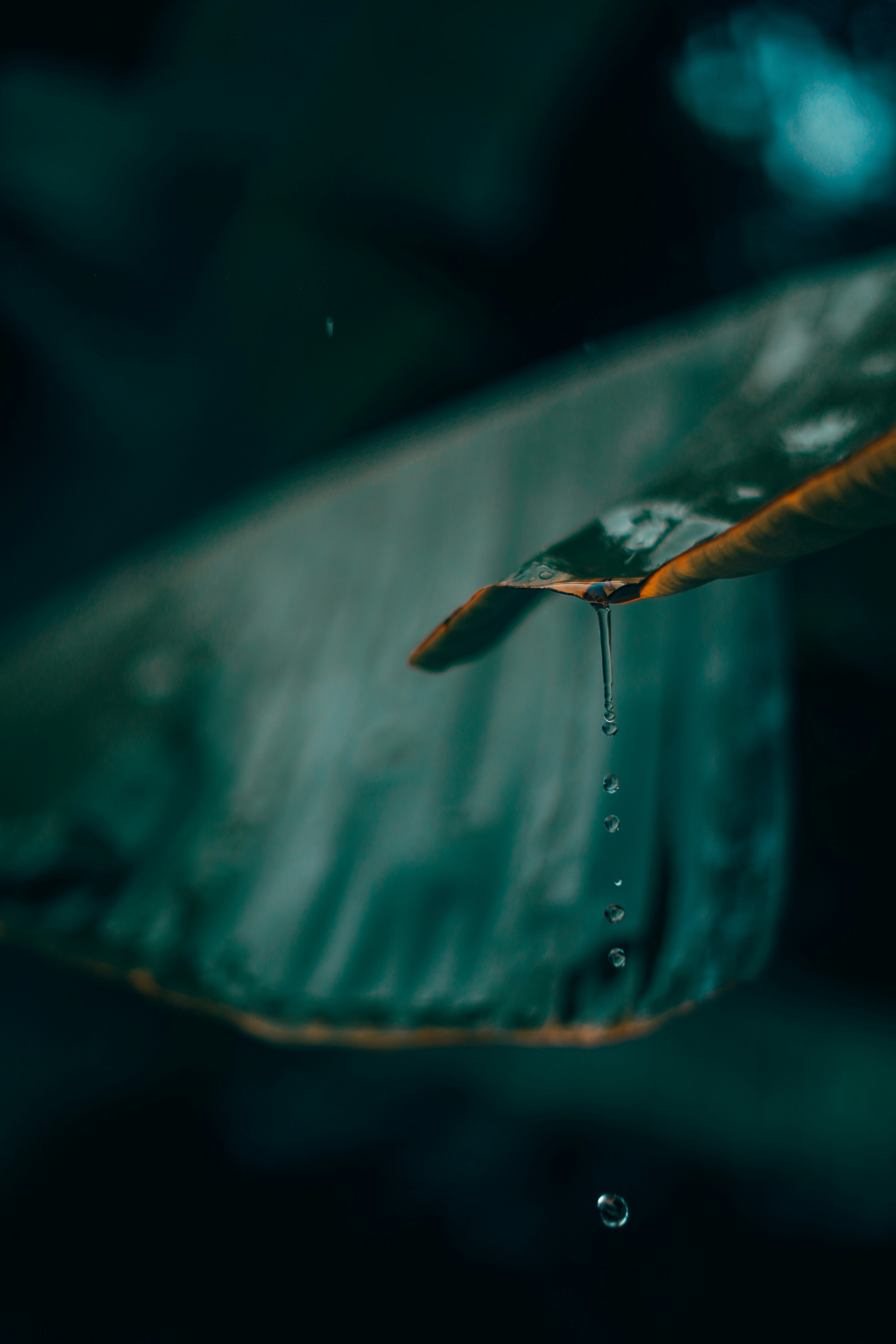 Photo by monishaselv