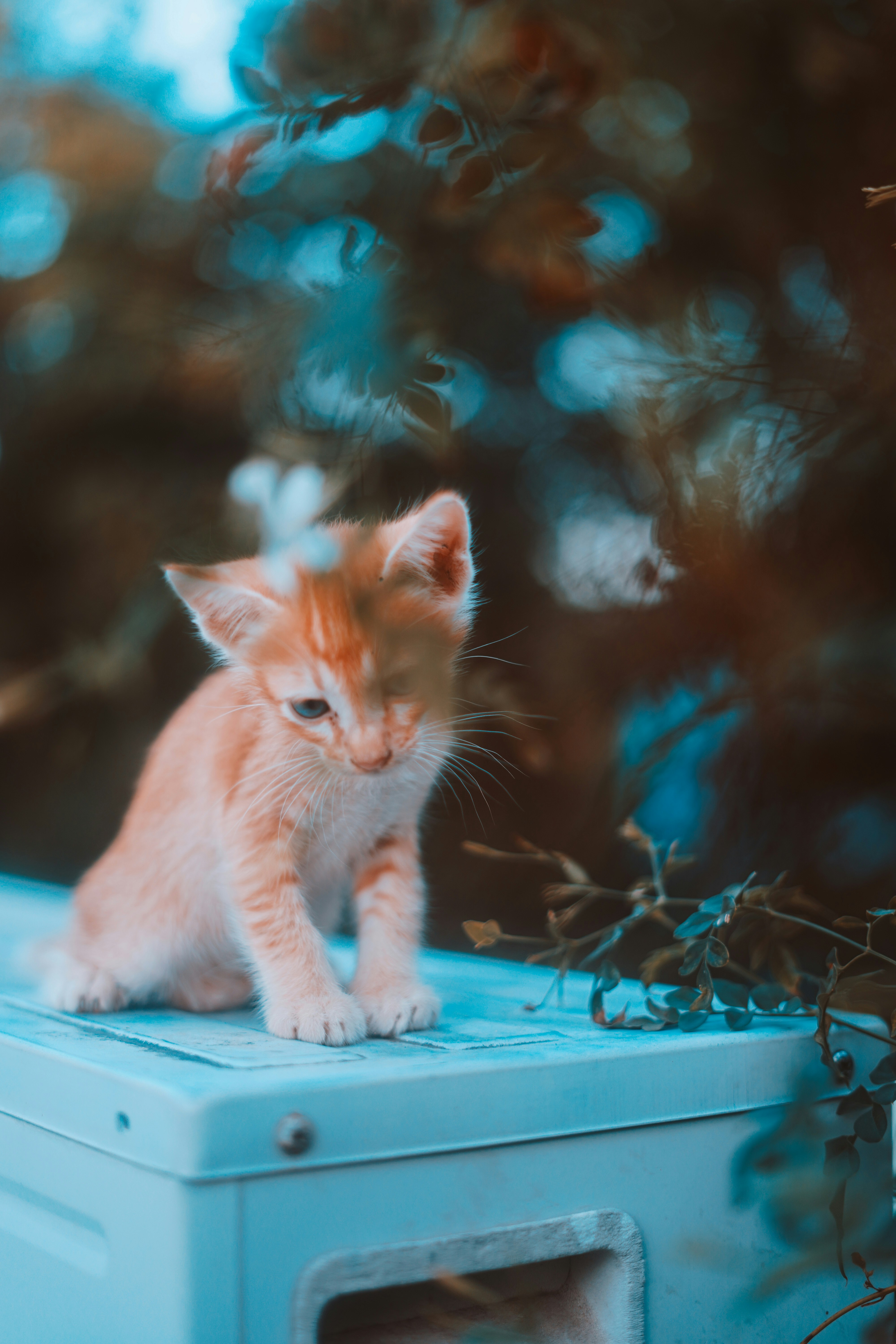 Photo by monishaselv