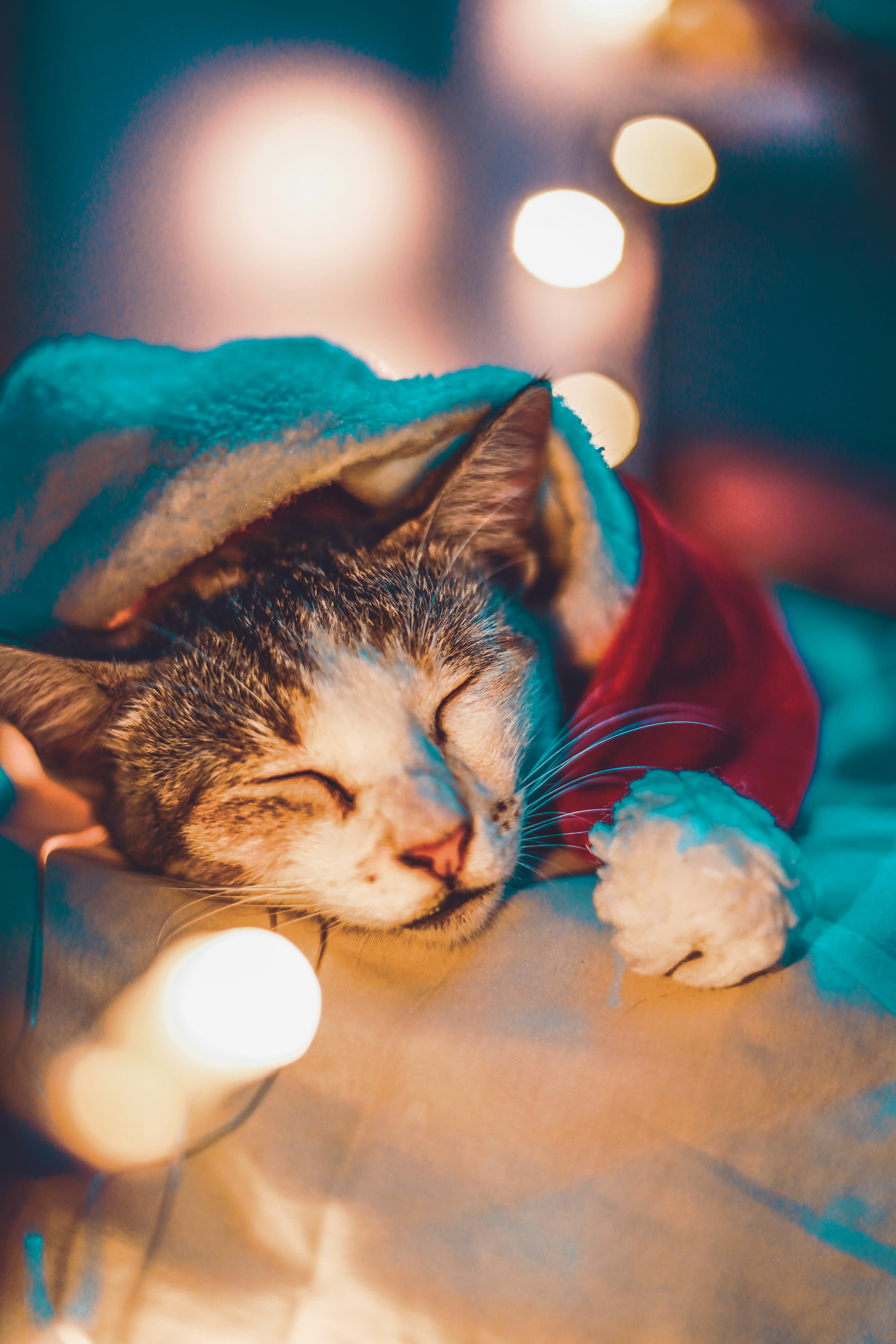 Photo by monishaselv