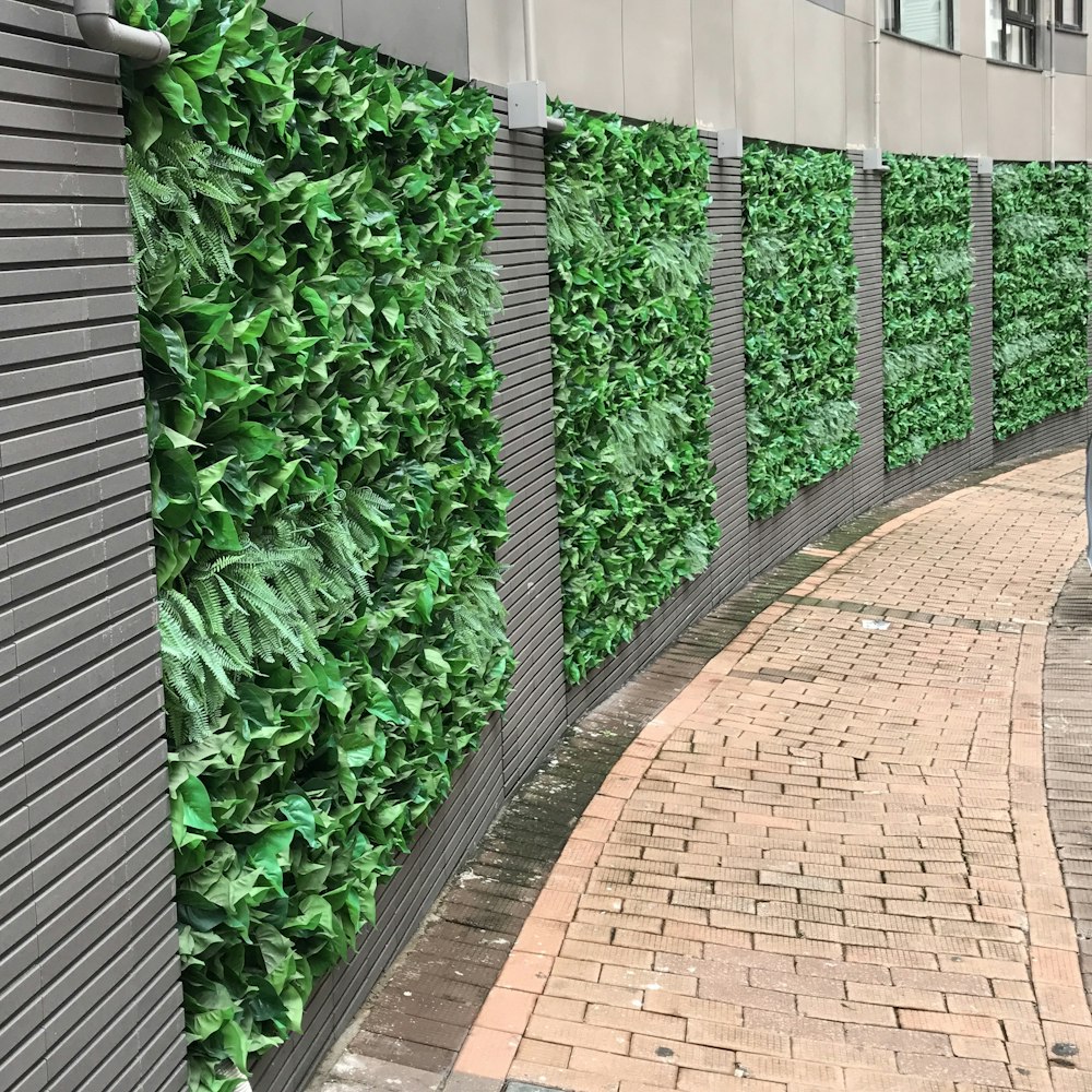 a brick sidewalk next to a green wall