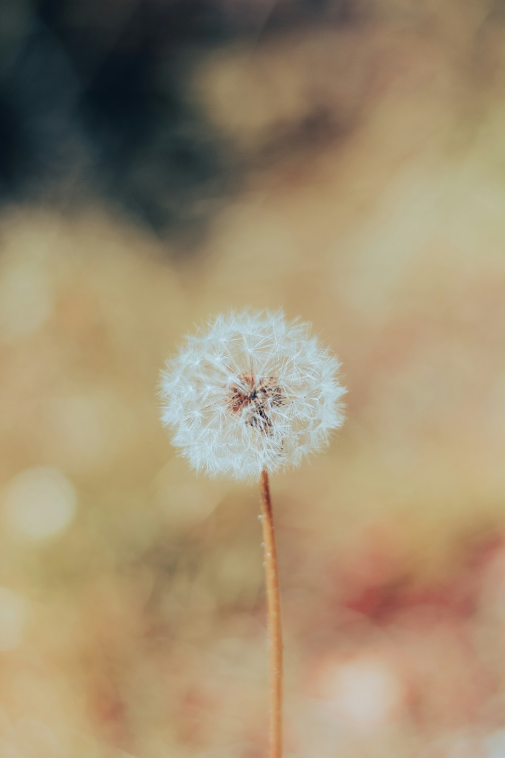a dandelion in a vase with a blurry background