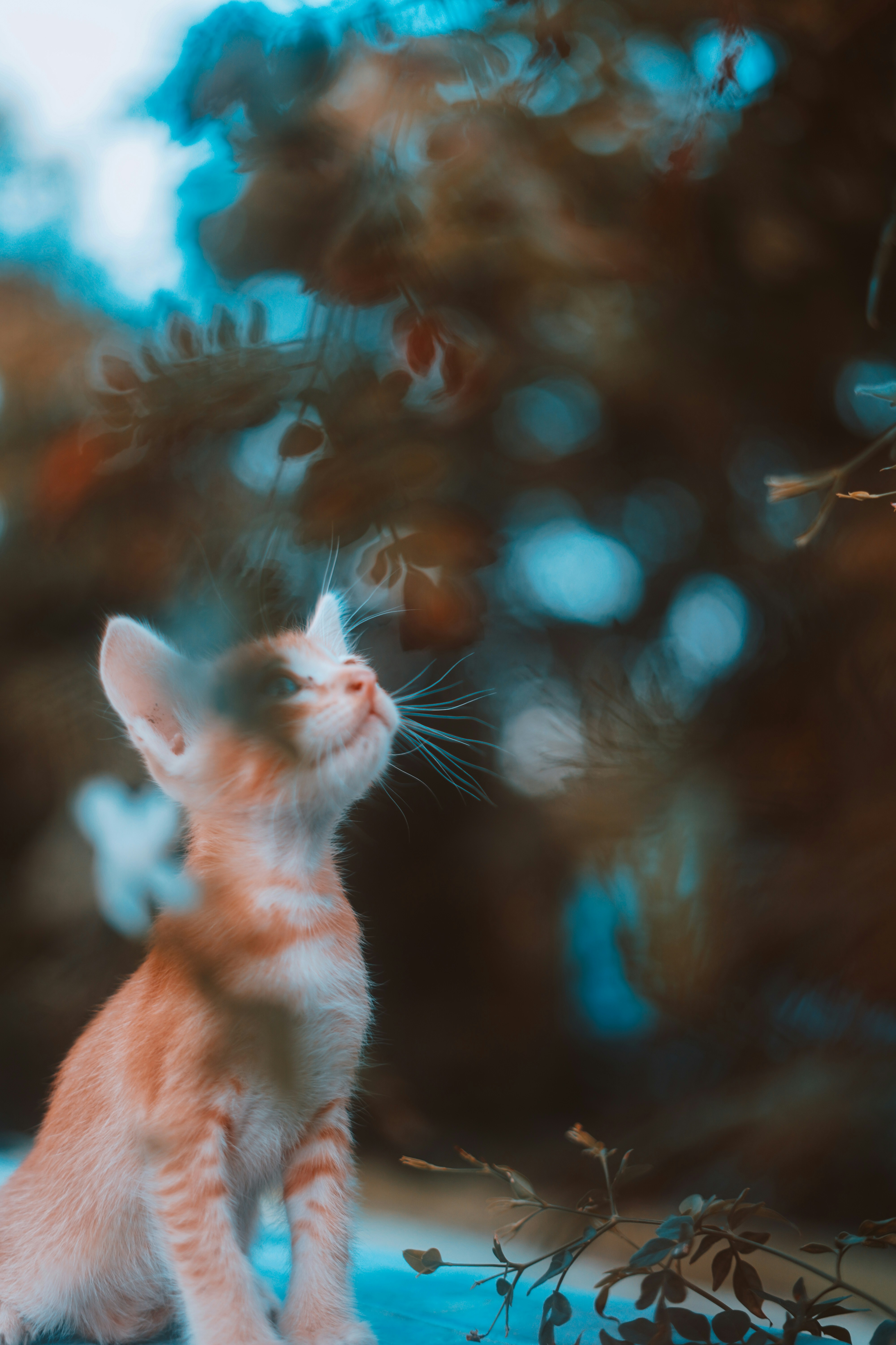 귀여운 고양이 사진 사진 | Unsplash에서 무료 이미지 다운로드, image size:3000x4500