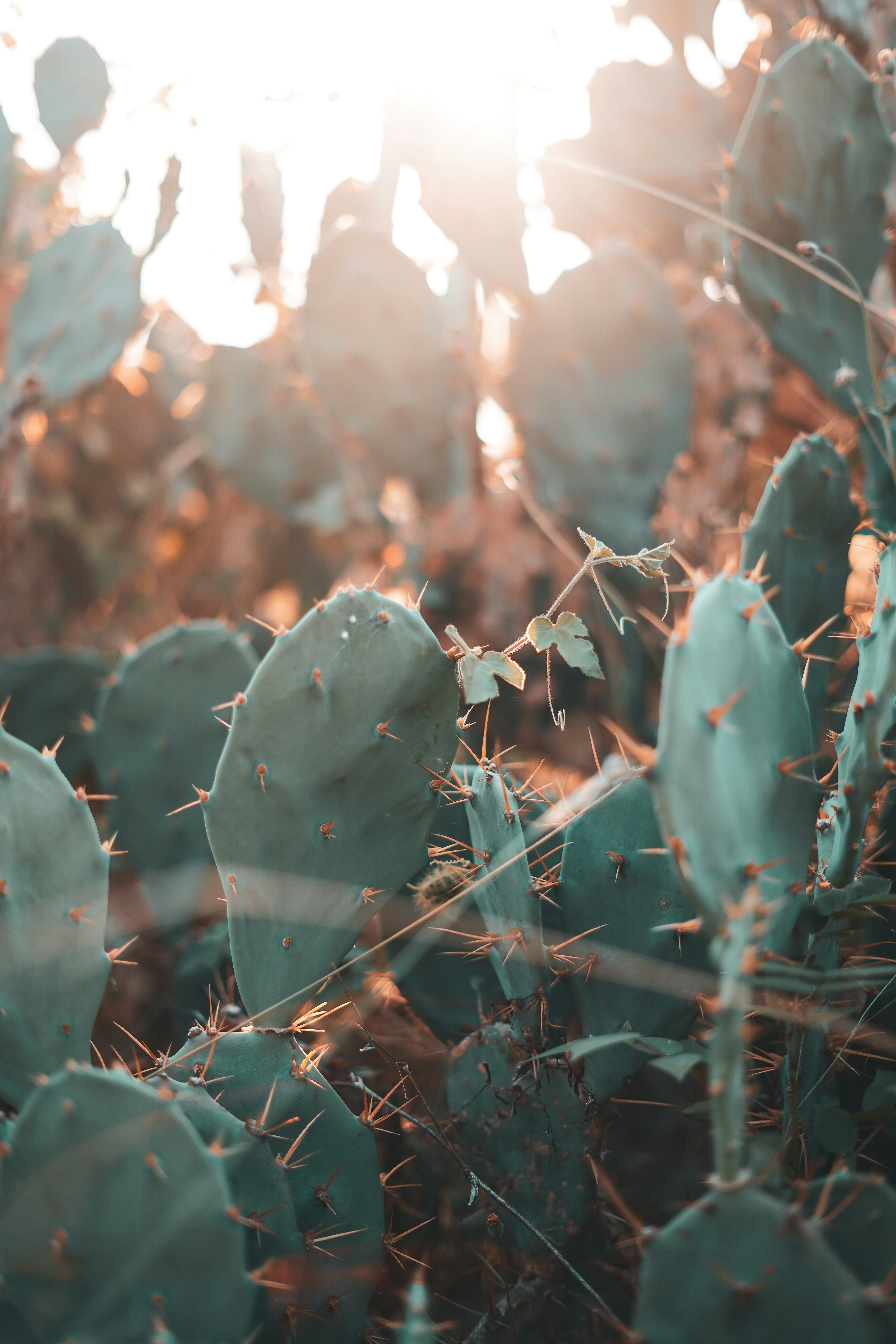 Photo by monishaselv