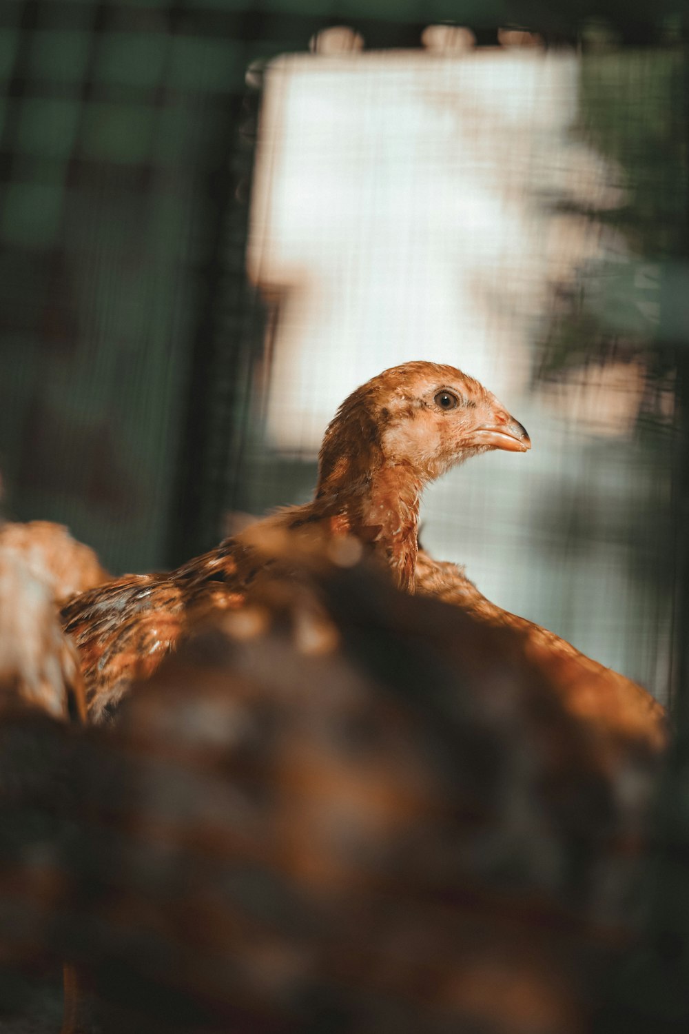 Un primer plano de un pollo en una jaula