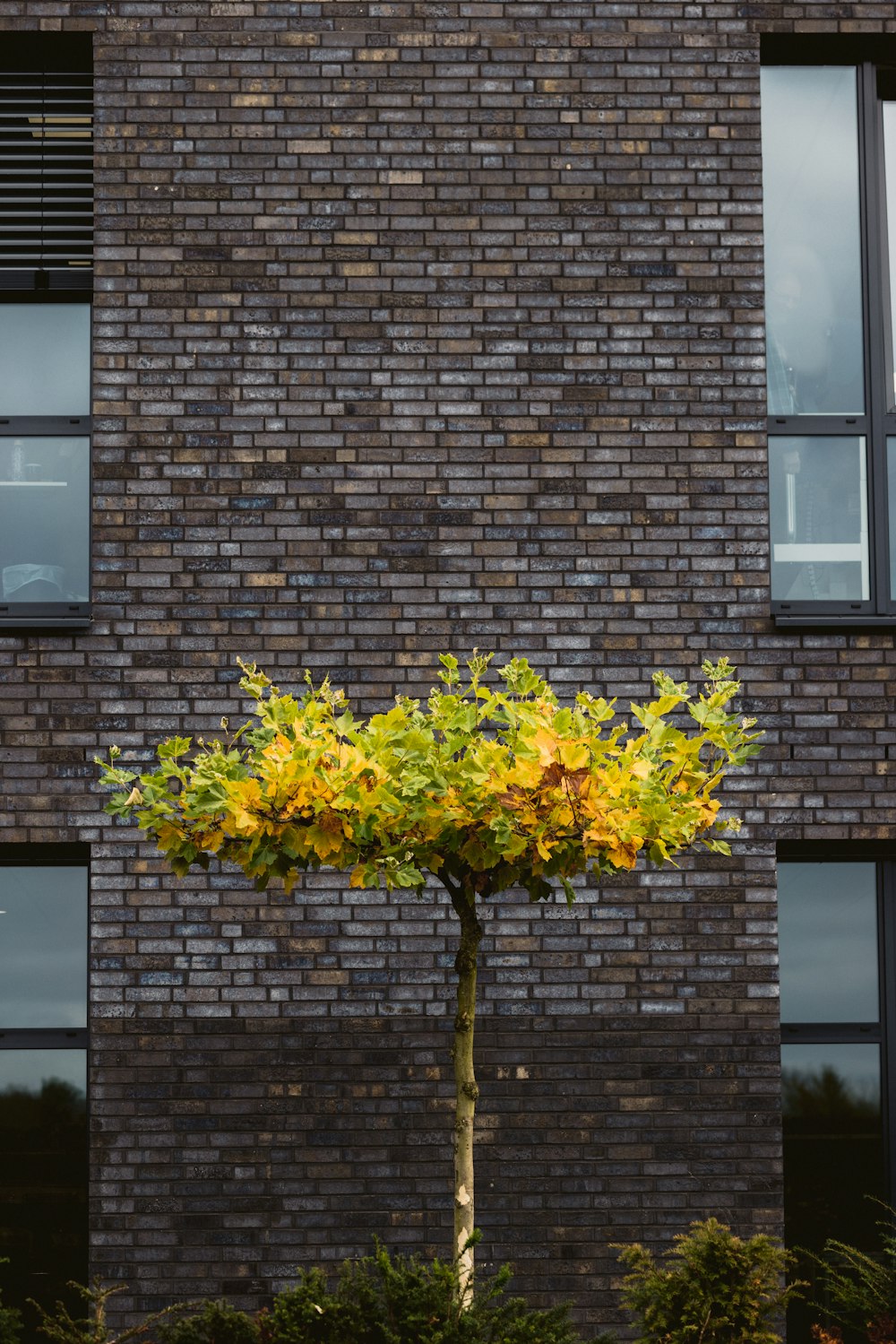 a tall tree in front of a brick building