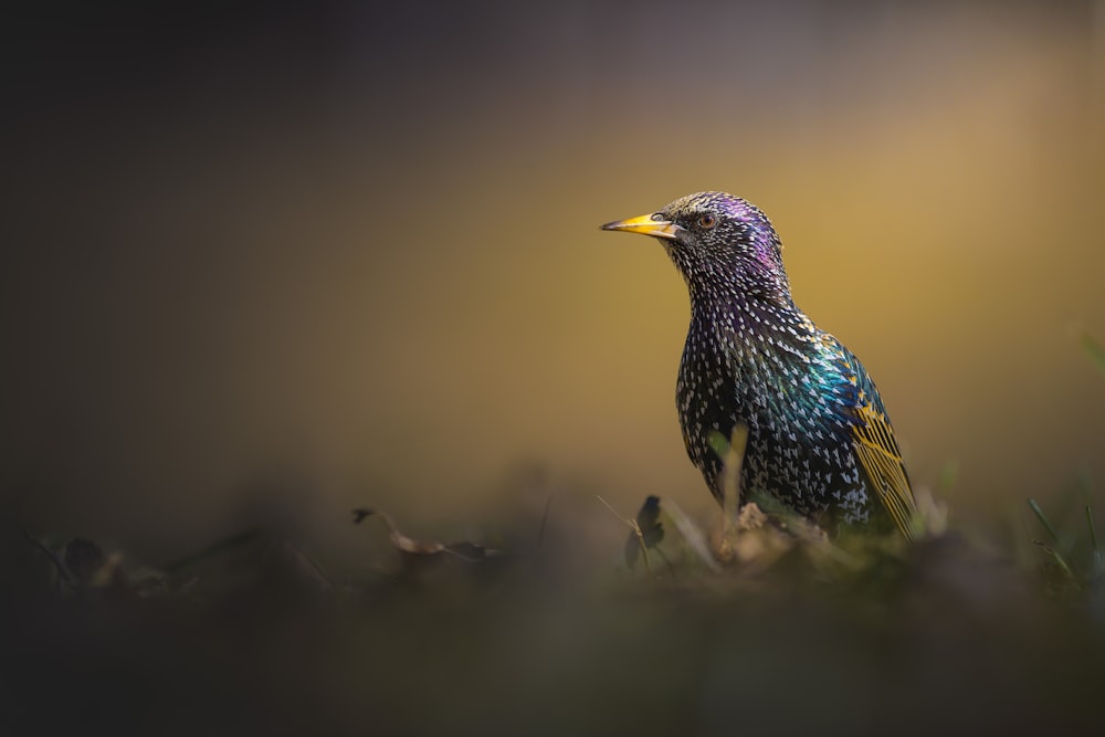 a colorful bird sitting on top of a lush green field