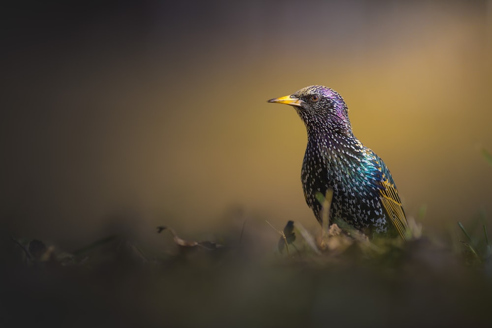 Un oiseau coloré assis au sommet d’un champ verdoyant