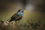 a small bird standing on top of a lush green field