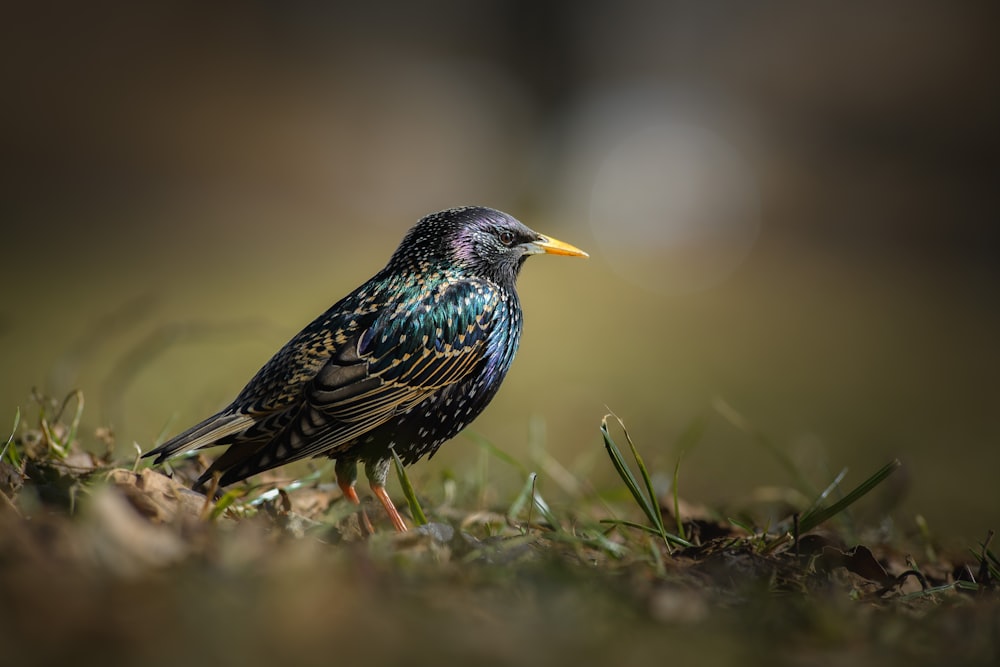 a small bird standing on top of a lush green field