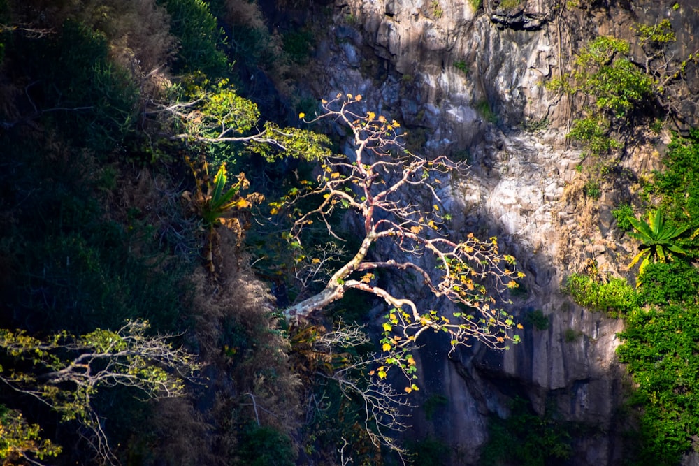 a tree with no leaves in front of a cliff