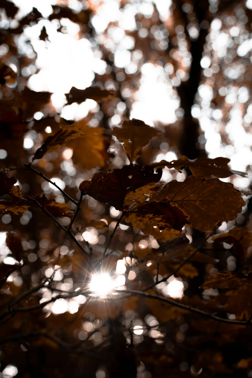 the sun shines through the leaves of a tree