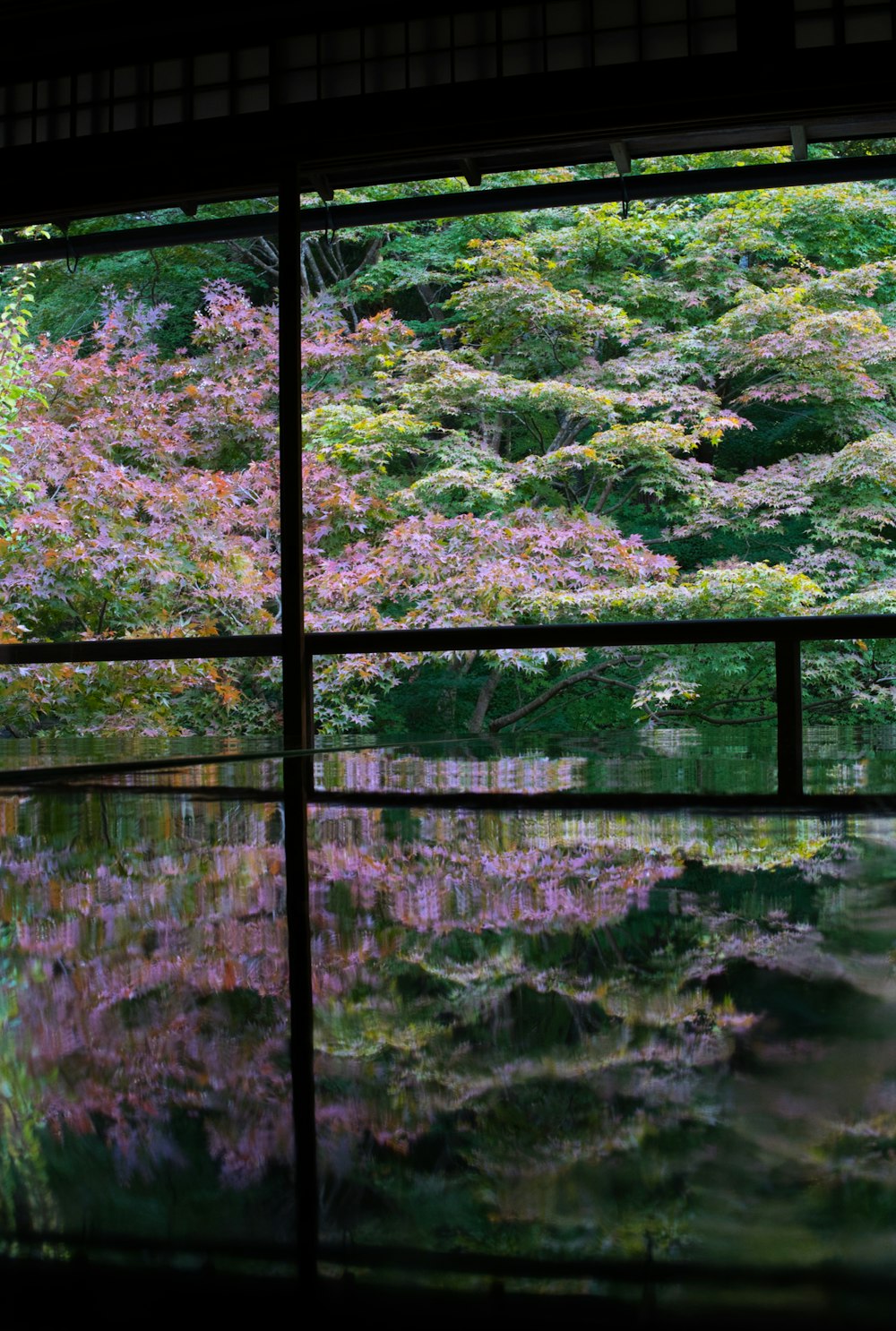 a reflection of a tree in a body of water