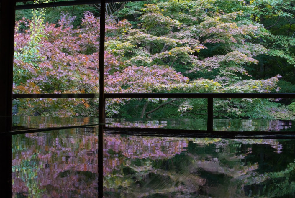 a reflection of a tree in a body of water