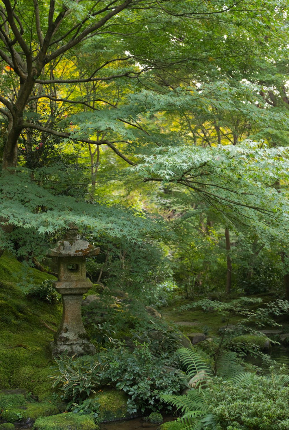 a small pond surrounded by lush green trees