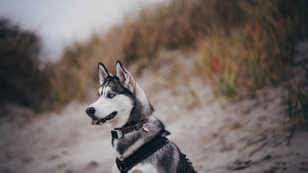 a close up of a dog with a frisbee