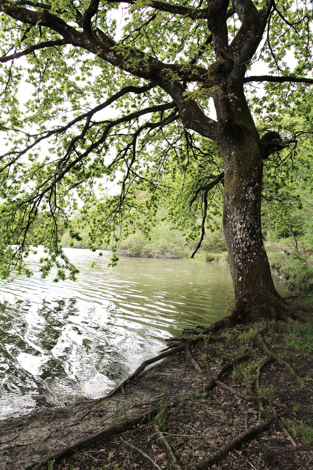 a tree that is next to a body of water