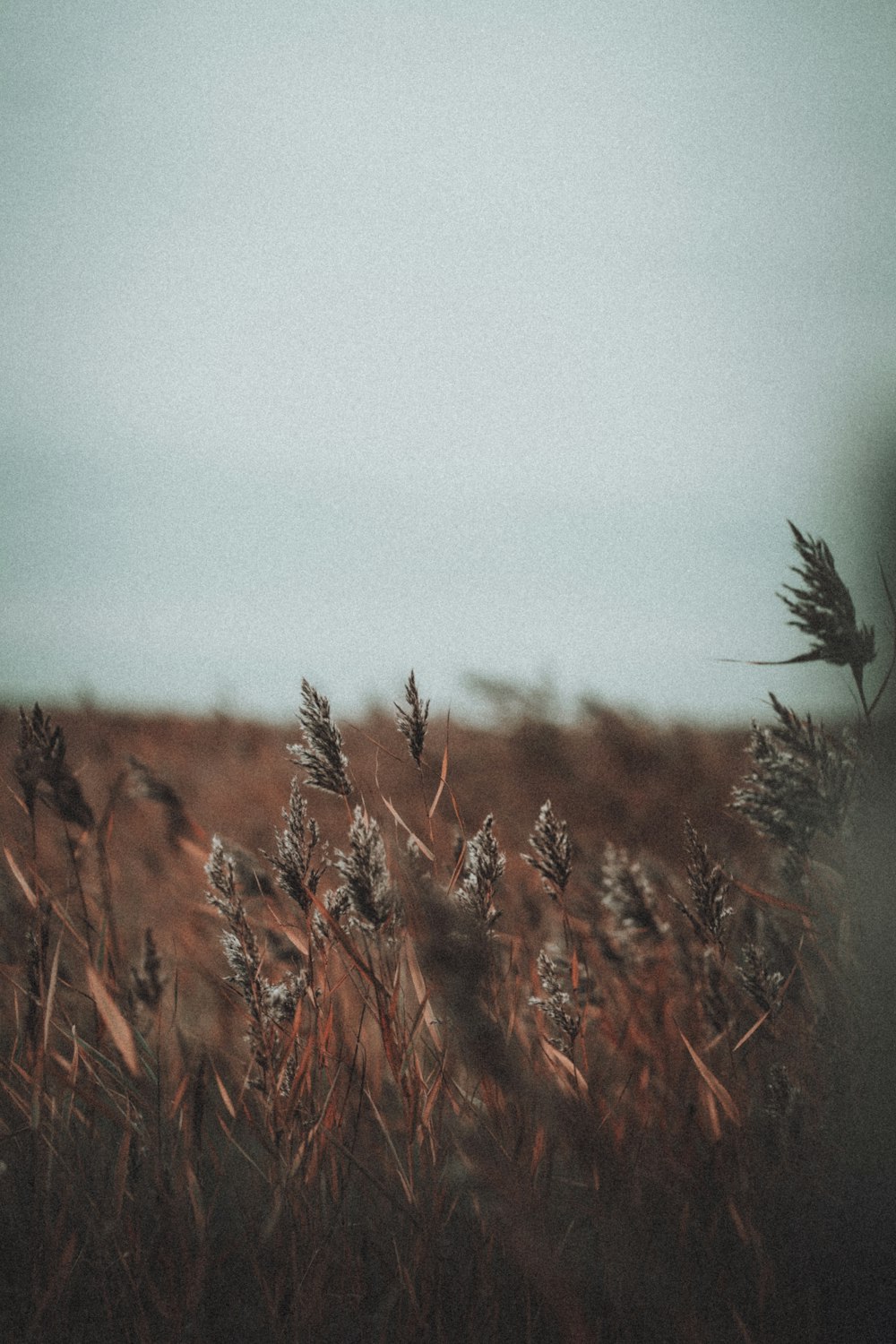 a close up of a plant