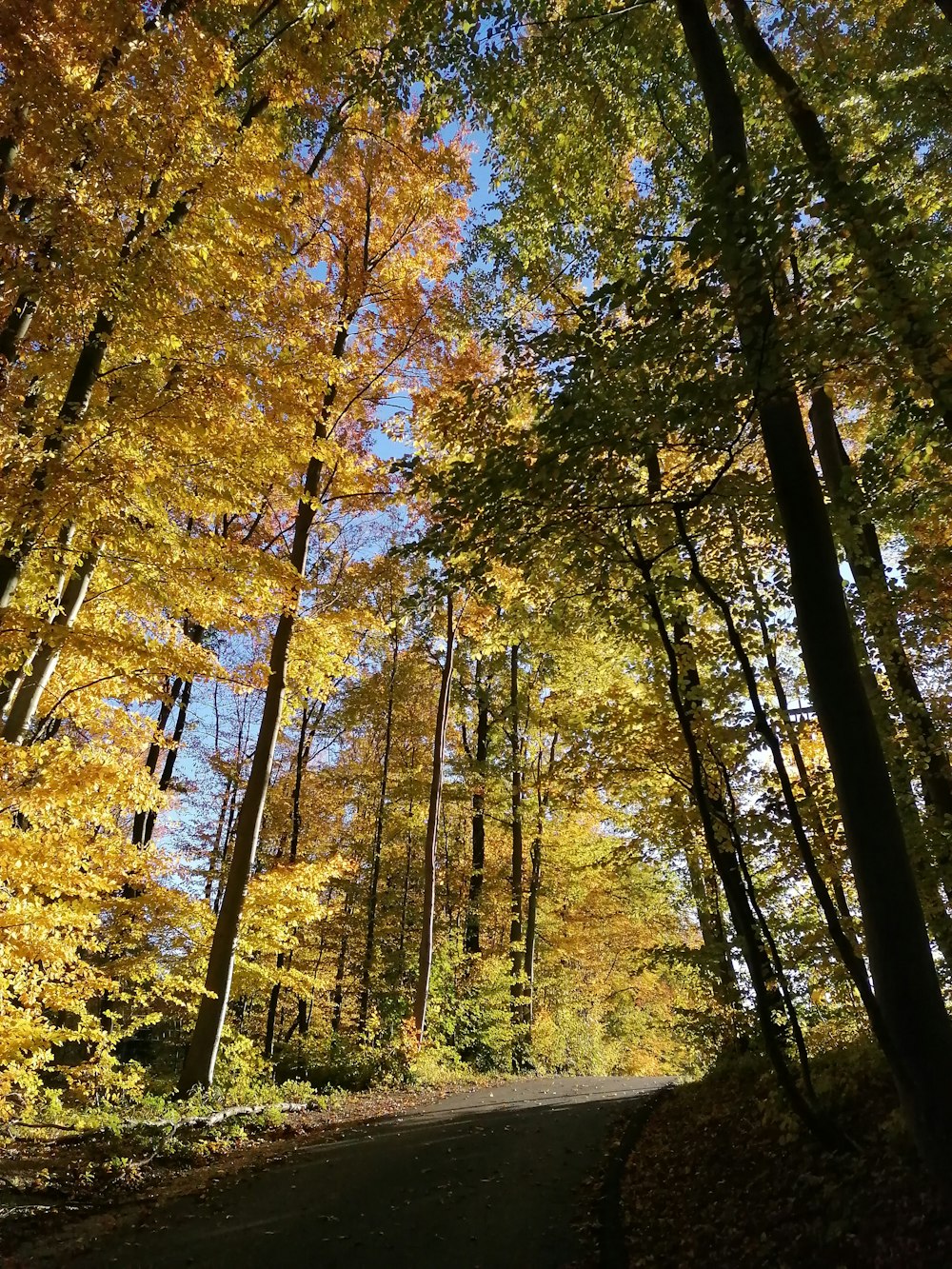 a road in the middle of a forest with lots of trees