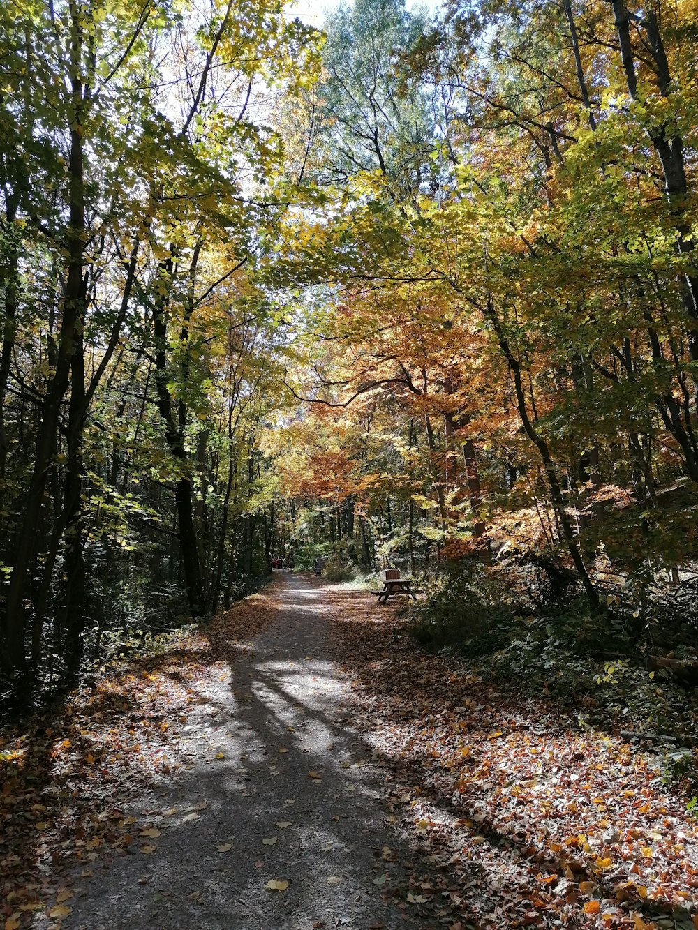 a dirt road surrounded by trees and leaves