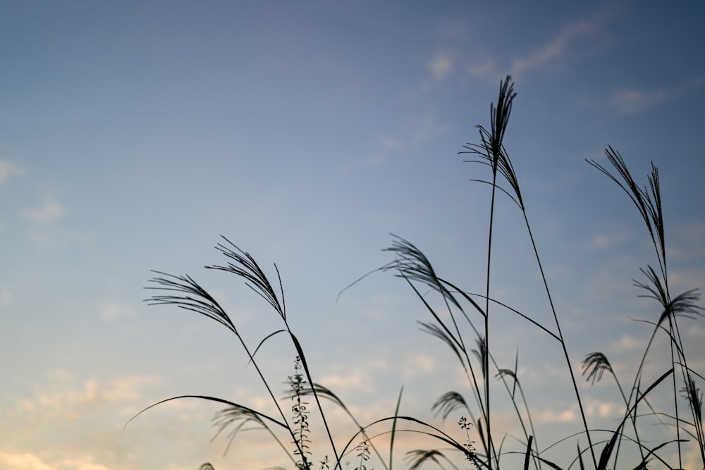 tall grass blowing in the wind with a blue sky in the background
