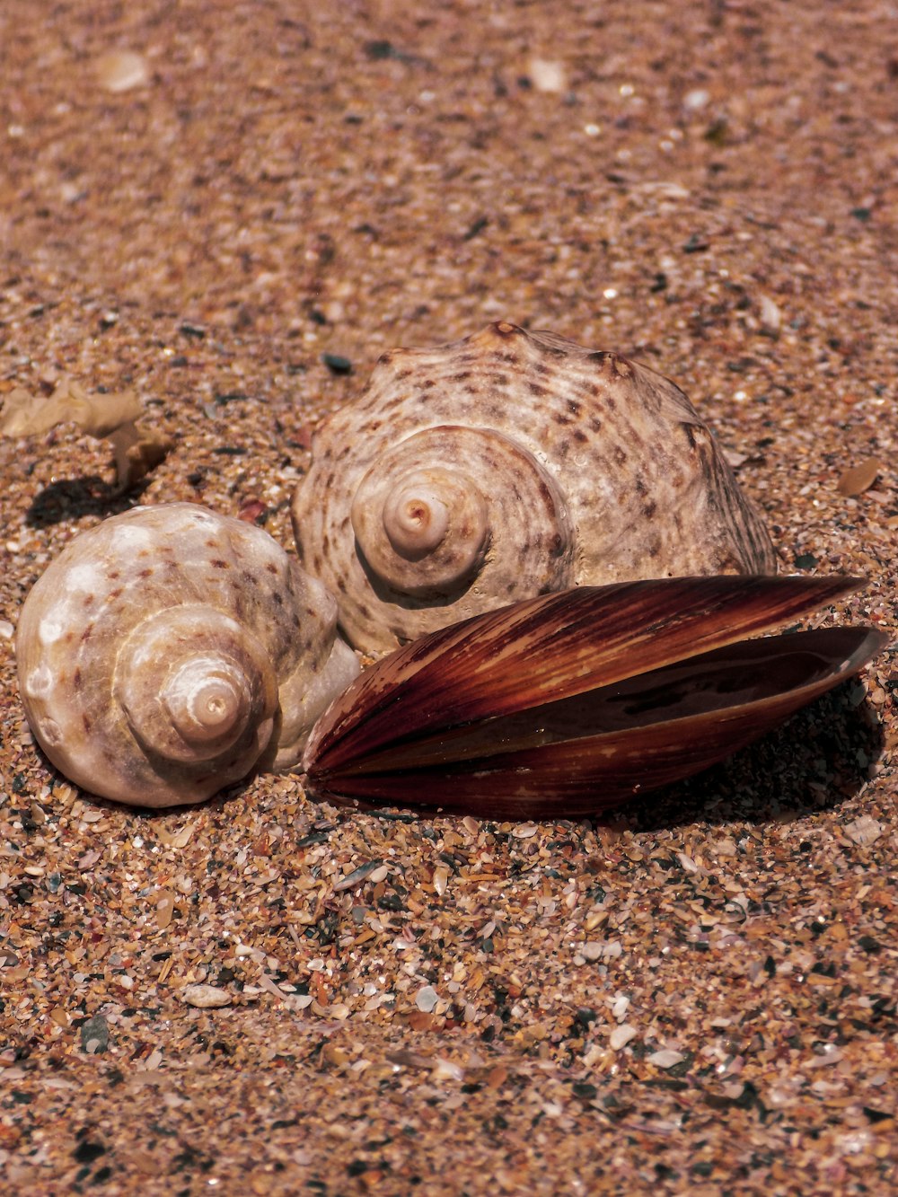 a close up of a shell on the ground