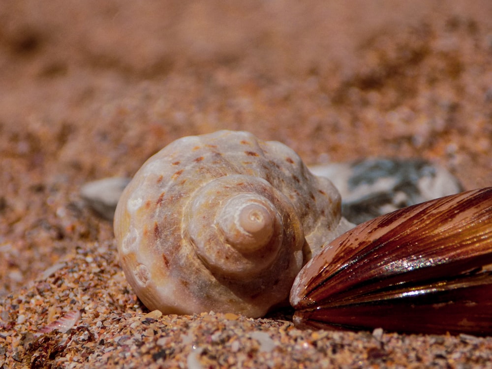 a close up of a shell on a sandy beach